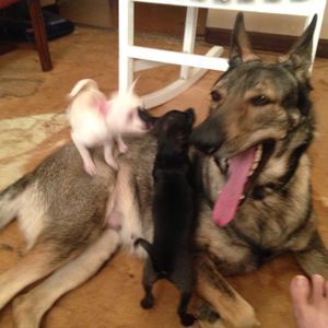 Meet your Posher, Millicent